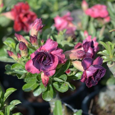 desert rose, adenium, houseplant, Japanese frangipani, bonsai frangipani, sabi star, impala lily